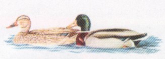 germano reale
